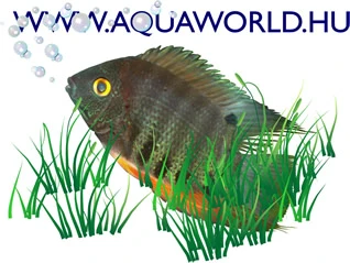 Aquaworld Coupons